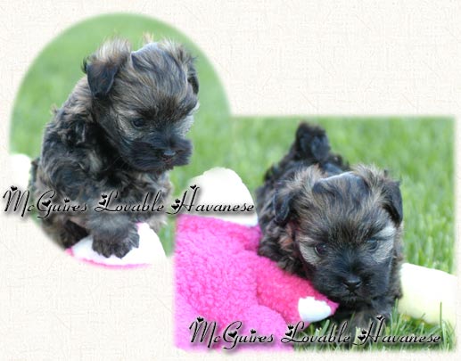 Lucy: Havanese Puppy